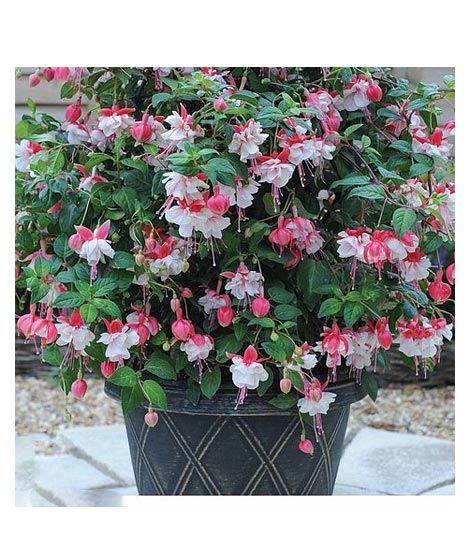 iShopping - Husmah Fuchisia Pink Flower Seeds