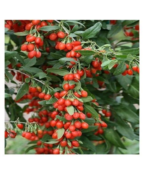 iShopping - Husmah Goji Berry Fruit Seeds
