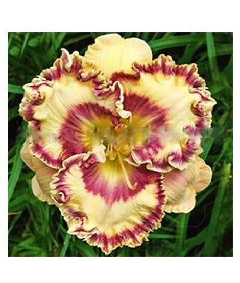 iShopping - Husmah Hibiscus Yellow Maroon Flower Seeds