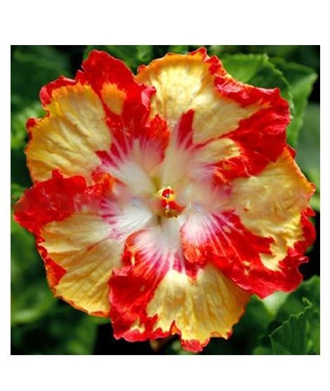 iShopping - Husmah Hibiscus Red Yellow Flower Seeds