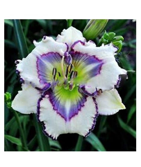 iShopping - Husmah Hibiscus White Violet Flower Seeds