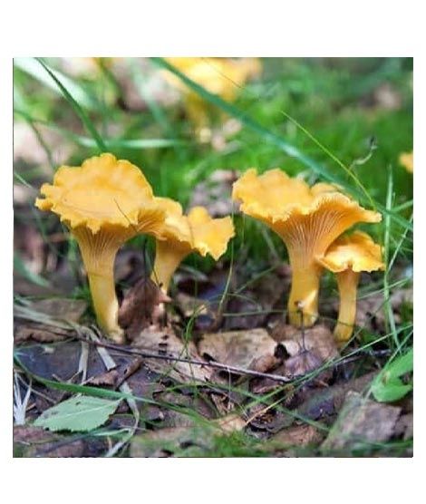 iShopping - Husmah Chanterelles Mushroom Seeds