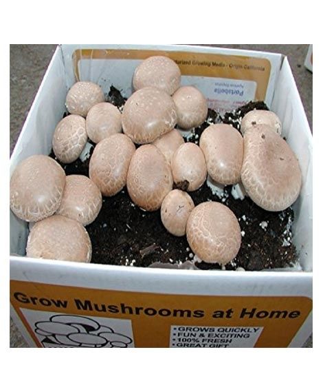 iShopping - Husmah Cremini Mushroom Seeds