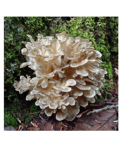 iShopping - Husmah Hen of the Woods Mushroom Seeds