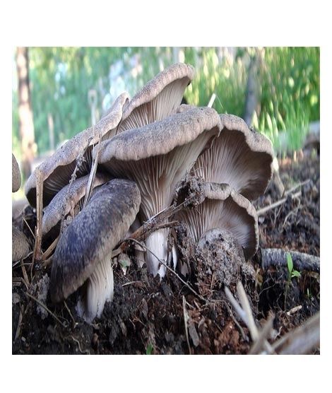 iShopping - Husmah Oyster Mushroom Seeds