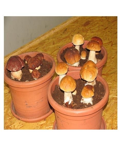 iShopping - Husmah Porcini Mushroom Seeds