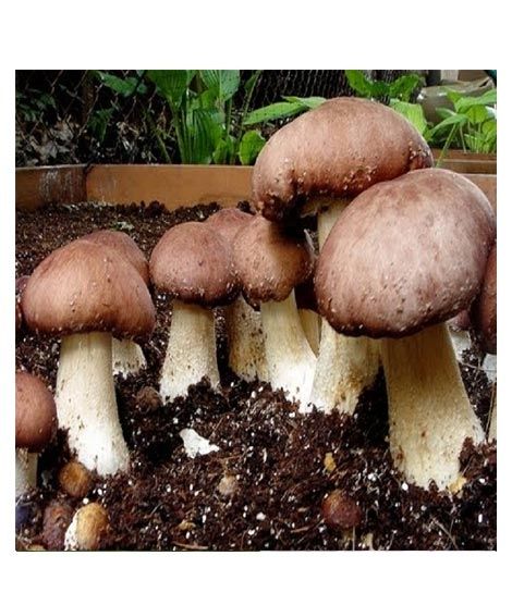 iShopping - Husmah Portobello Mushroom Seeds