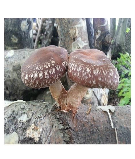 iShopping - Husmah Shiitake Mushroom Seeds