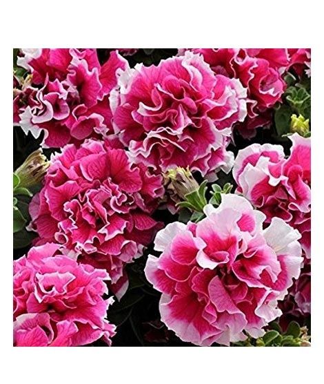 iShopping - Husmah Petunia Multi Petal Pink Flower Seeds