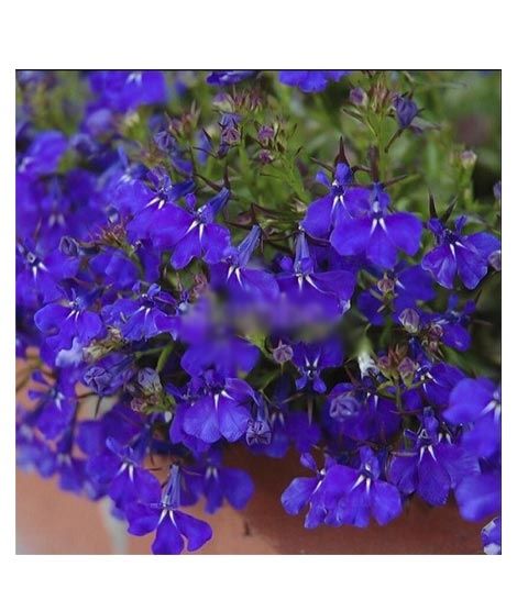 iShopping - Husmah Regatta Midnight Flower Seeds