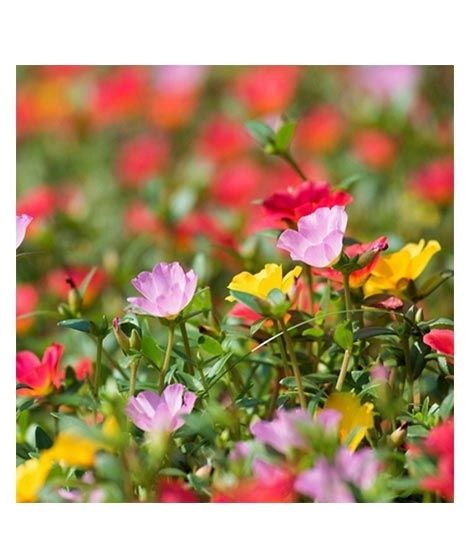 iShopping - Husmah Scutellaria Barbata Sunflower Mix Color Flower Seeds