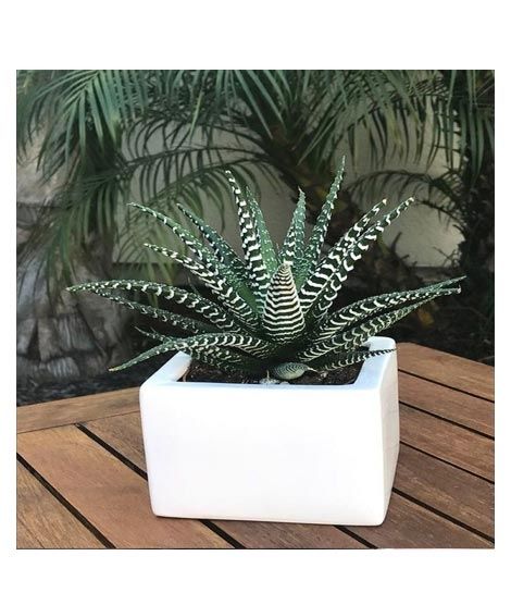 iShopping - Husmah Zebra Plant Succulent Seeds