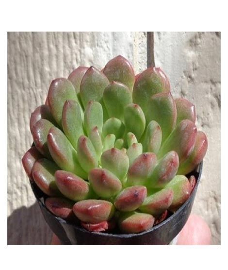 iShopping - Husmah Bashful Succulent Seeds