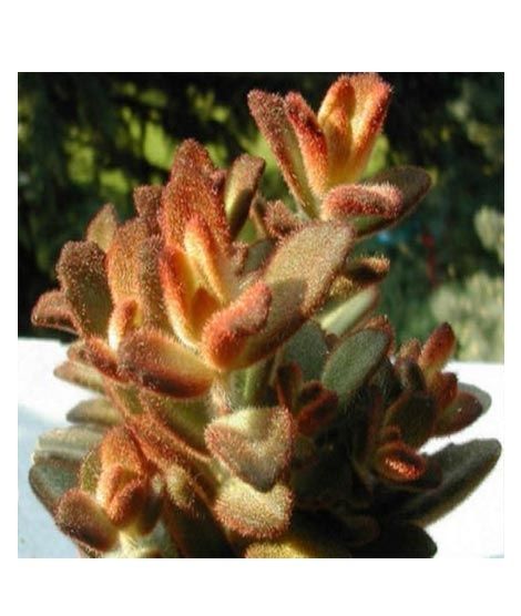 iShopping - Husmah Chocolate Soldier Succulent Seeds