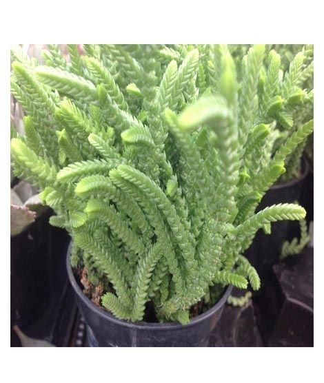 iShopping - Husmah Crassula lycopiodes Watch Chain Succulent Seeds