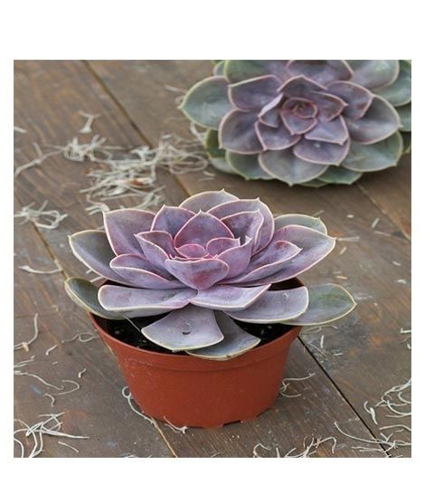 iShopping - Husmah Echeveria Perle Von Numberg Succulent Seeds