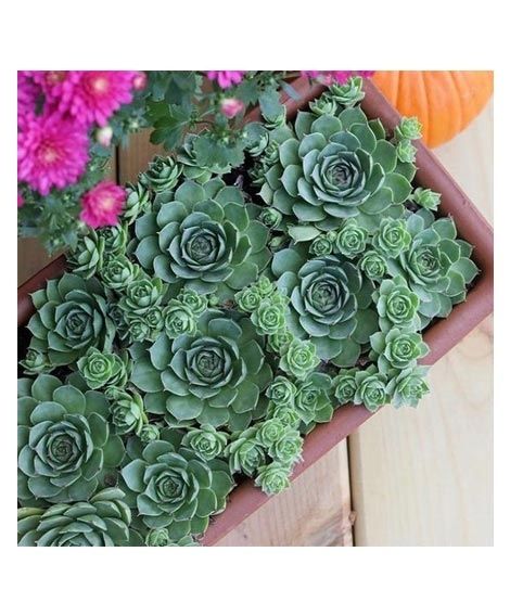 iShopping - Husmah Hens and Chick Sempervivum Tectorum Succulent Seeds