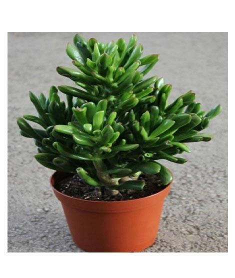 iShopping - Husmah Hobbit Jade Succulent Seeds