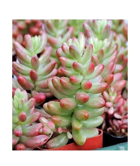 iShopping - Husmah Jelly Bean Succulent Seeds