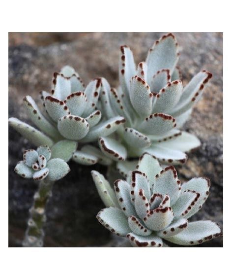 iShopping - Husmah Kalanchoe Tomentosa Succulent Seeds
