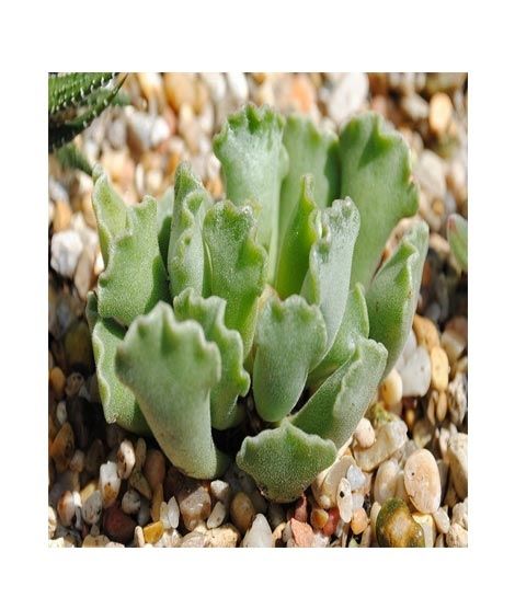 iShopping - Husmah Key Lime Succulent Seeds