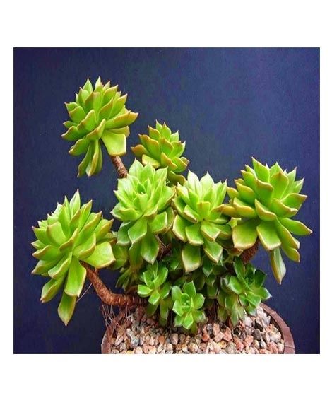 iShopping - Husmah Letizia Succulent Seeds