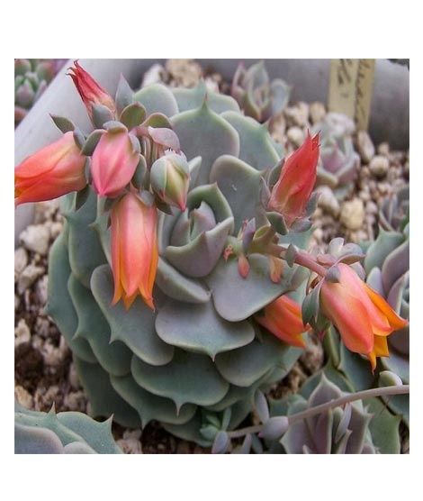 iShopping - Husmah Lola Succulent Seeds