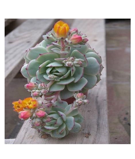 iShopping - Husmah Painted Lady Succulent Seeds