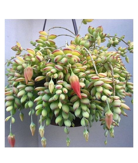 iShopping - Husmah Cotyledon Orbiculata Succulent Seeds