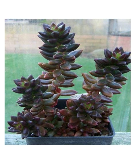 iShopping - Husmah Sedevaria Jet Bead Succulent Seeds
