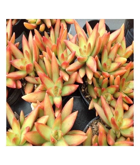 iShopping - Husmah Sedum Firestorm Succulent Seeds