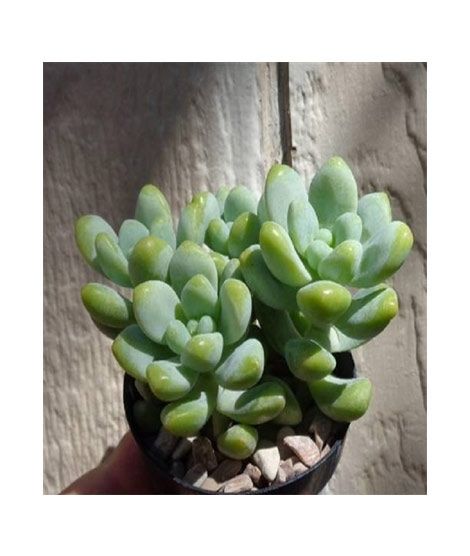 iShopping - Husmah Sedum Treleasei Succulent Seeds