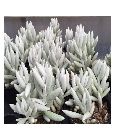 iShopping - Husmah Senecio Haworthii Cocoon Plant Succulent Seeds