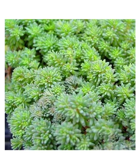iShopping - Husmah Stonecrop Succulent Seeds