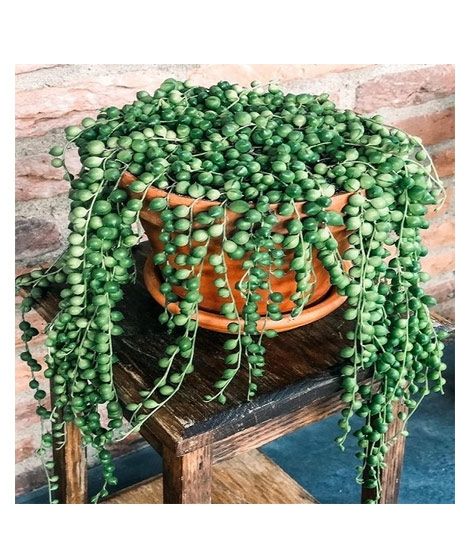 iShopping - Husmah String of Pearls Succulent Seeds