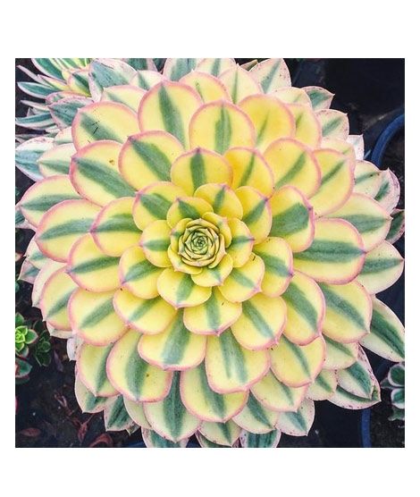 iShopping - Husmah Sunburst Succulent Seeds