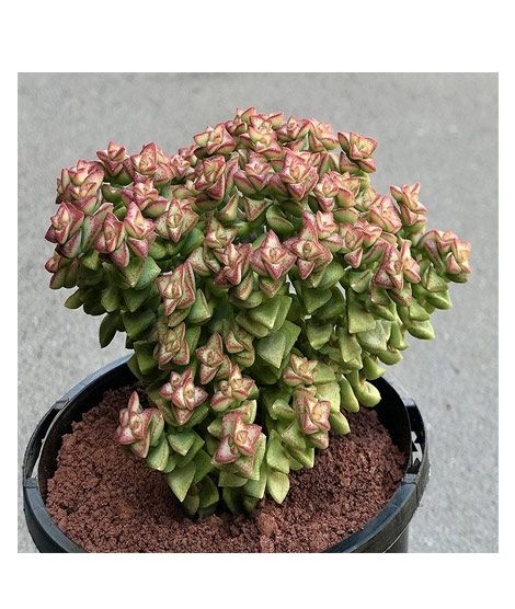 iShopping - Husmah Tom Thumb Succulent Seeds