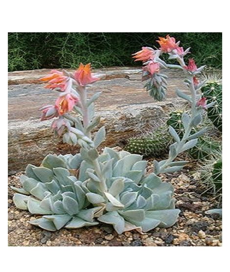 iShopping - Husmah Topsy Turvy Succulent Seeds