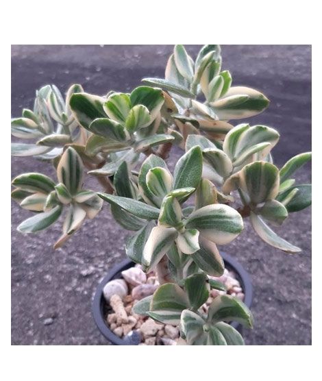iShopping - Husmah Variegated Jade Succulent Seeds