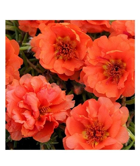 iShopping - Husmah Sun Flower Gul e Dopher Orange Flower Seeds