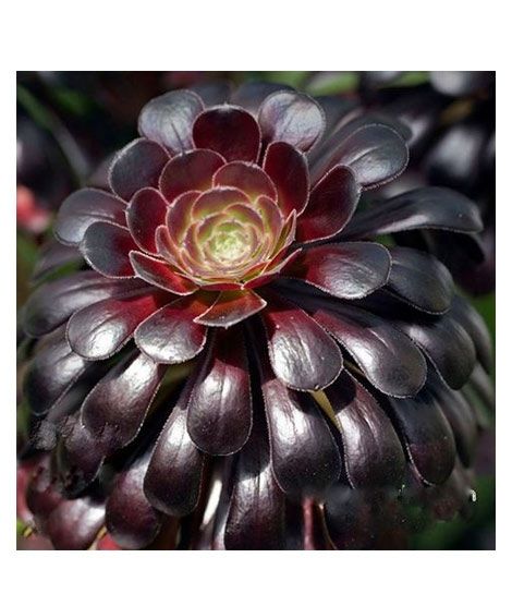 iShopping - Husmah Zwartkop Succulent Seeds