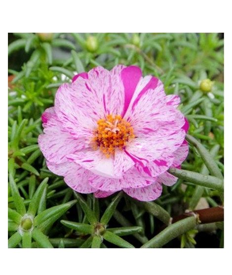 iShopping - Husmah Sun Flower Gul e Dopher Pink Dragon Flower Seeds