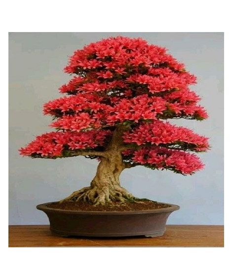 iShopping - Husmah Red Spruce Sakura Tree Seeds