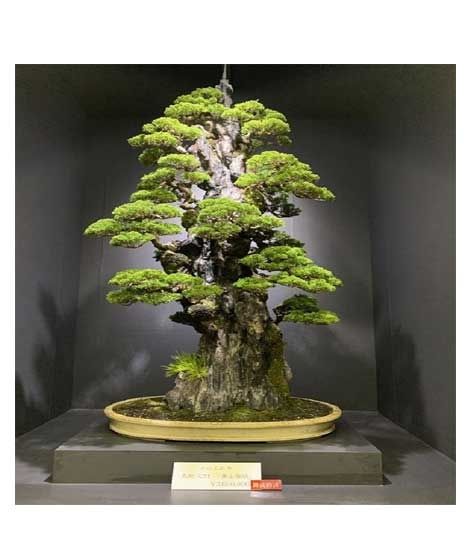 iShopping - Husmah American Spruce Pine Tree Seeds