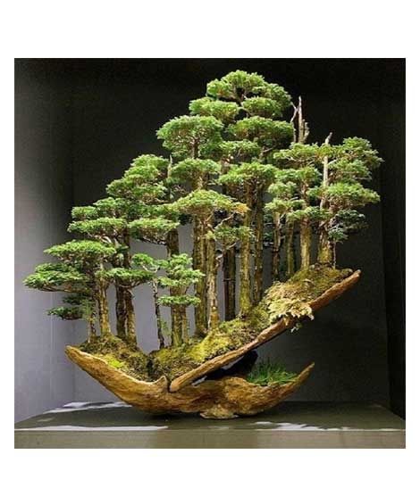 iShopping - Husmah Black Hill Pine Tree Seeds