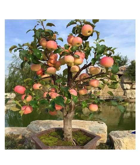 iShopping - Husmah Bonsai Apple Fruit Tree Seeds