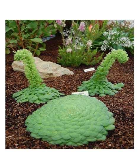iShopping - Husmah Canary Island Flat Succulent Seeds
