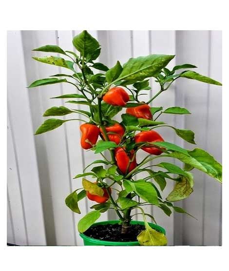 iShopping - Husmah Capsicum Red Vegetable Seeds