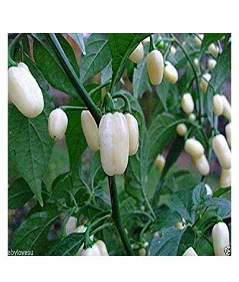 iShopping - Husmah Capsicum White Vegetable Seeds