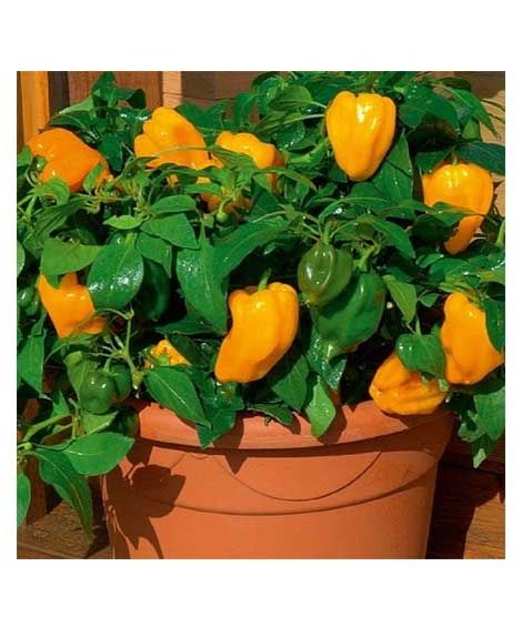 iShopping - Husmah Capsicum Yellow Hybrid Vegetable Seeds
